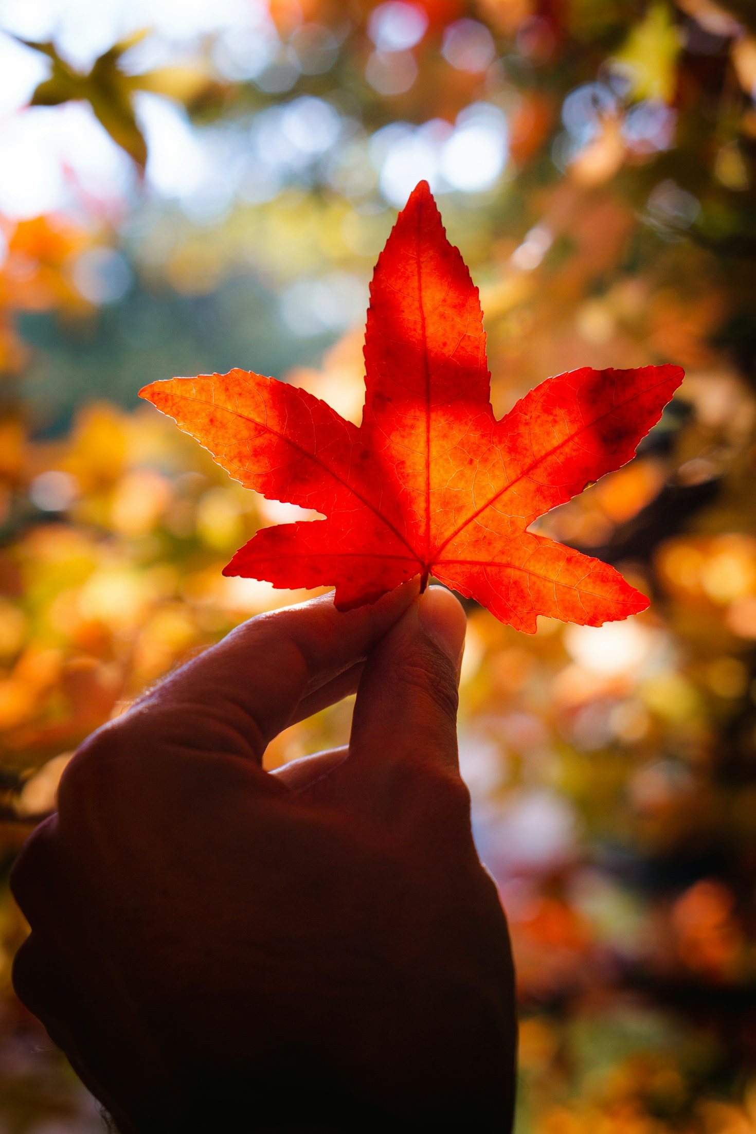 Forberedelse Til Oktober Test: En Trinvis Guide